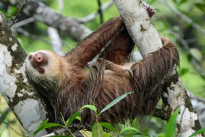 COP20 da Cites reforçou medidas globais para proteger a biodiversidade