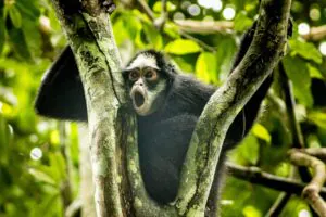Macaco-aranha-da-cara-branca é destaque de pesquisa e turismo no Cristalino