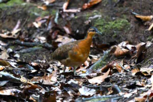 No isolamento da floresta, um canto poderoso revelou uma nova espécie