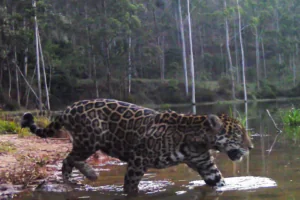Novas cenas reforçam o retorno das onças-pintadas ao Rio de Janeiro