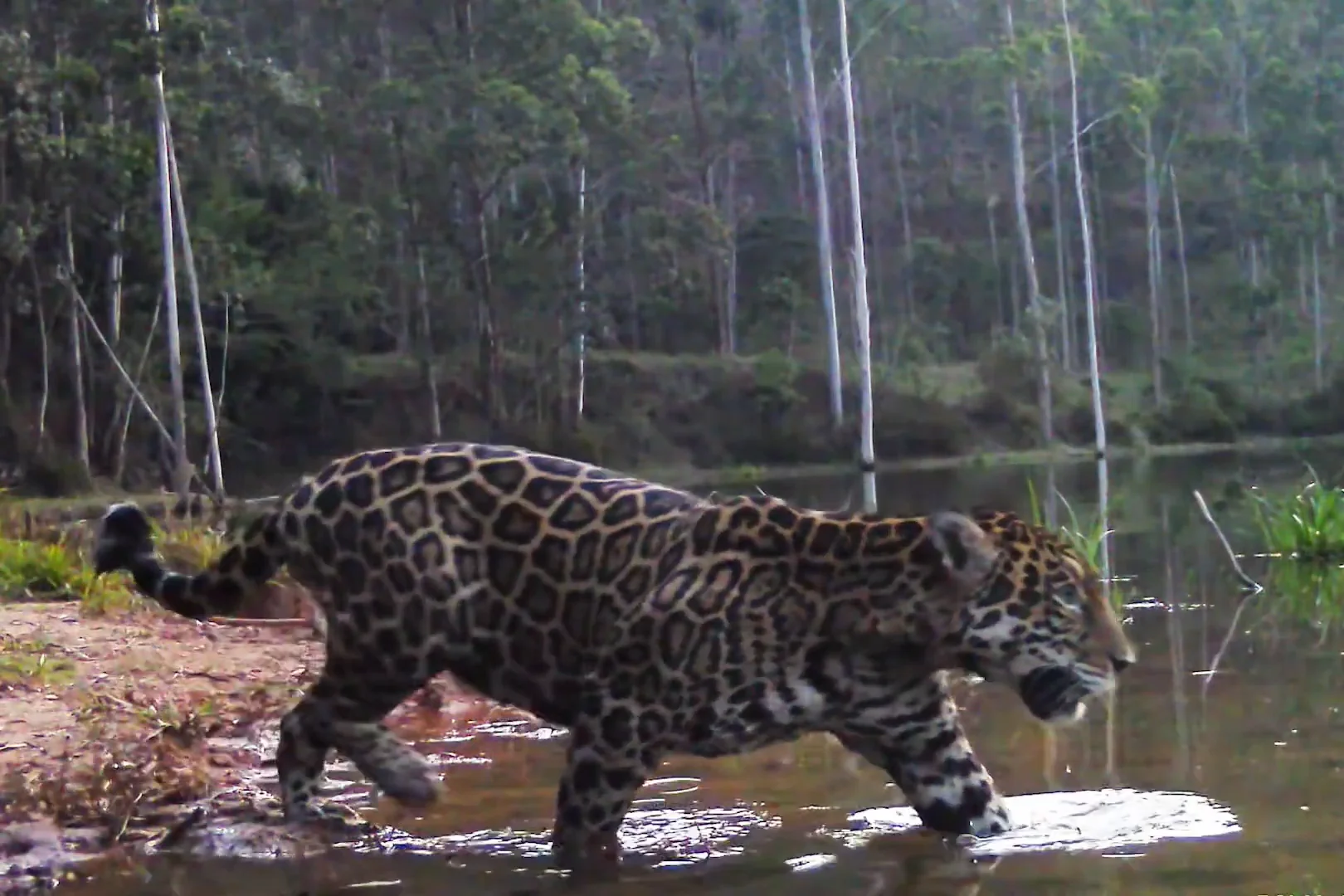 Novas cenas reforçam o retorno das onças-pintadas ao Rio de Janeiro