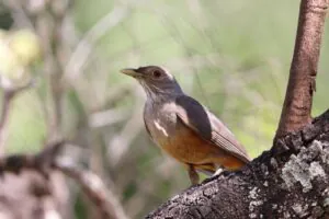 Passarinho… que som é esse? Uma história de como os pássaros cantam