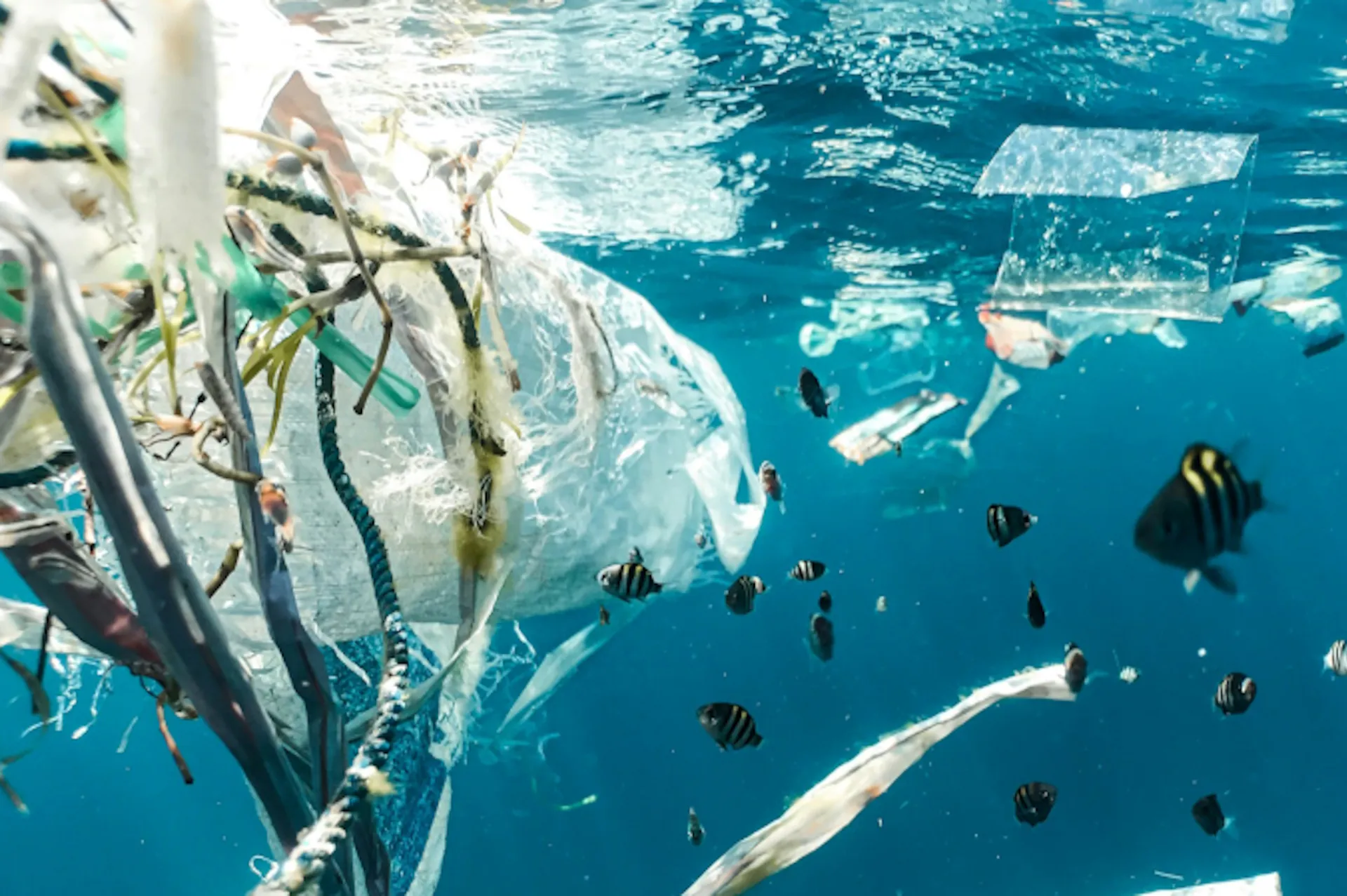 Quase a metade dos ambientes aquáticos do mundo está gravemente contaminada por lixo