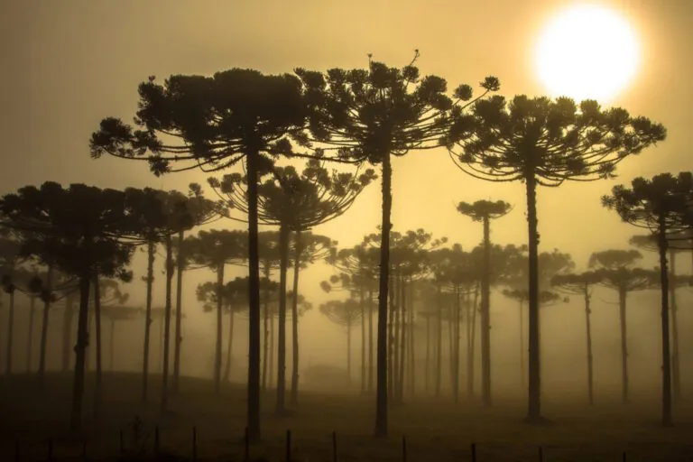 Respostas locais reduzirão riscos diante da emergência climática