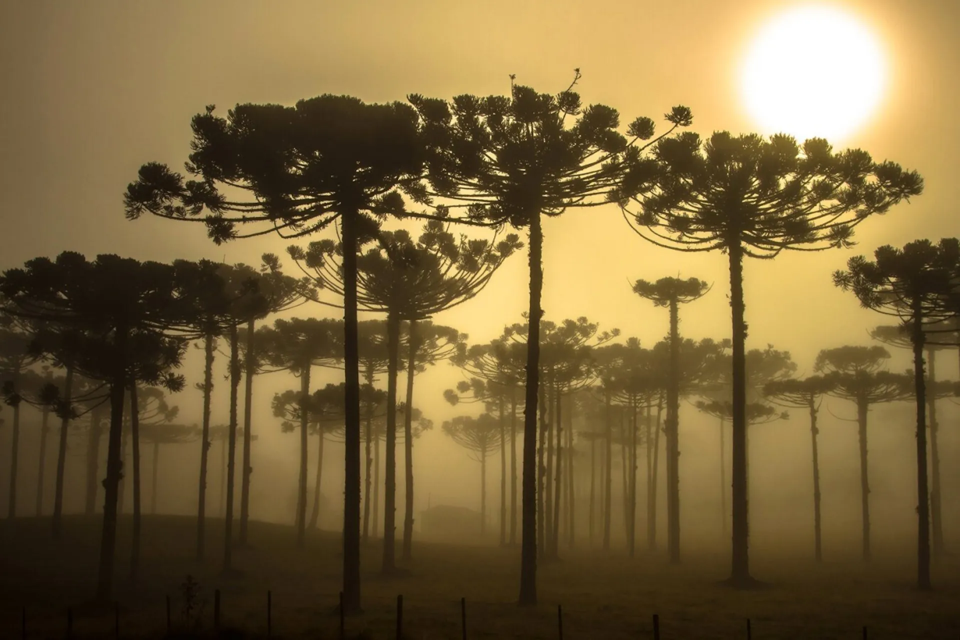 Respostas locais reduzirão riscos diante da emergência climática