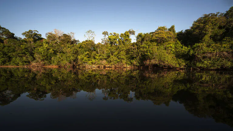 Crédito de carbono para florestas: - 5. Conflitos de interesse