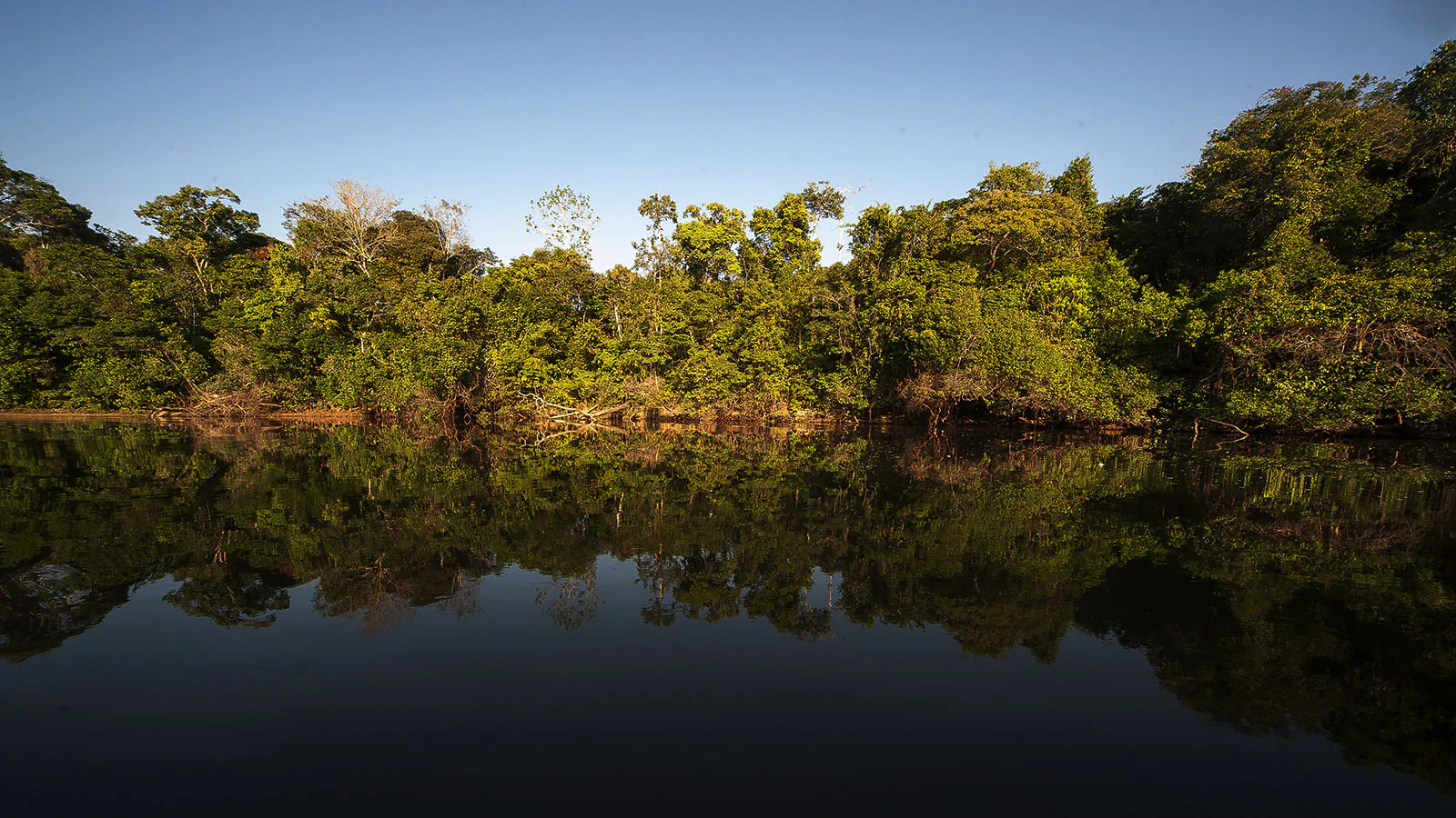 Crédito de carbono para florestas: – 5. Conflitos de interesse