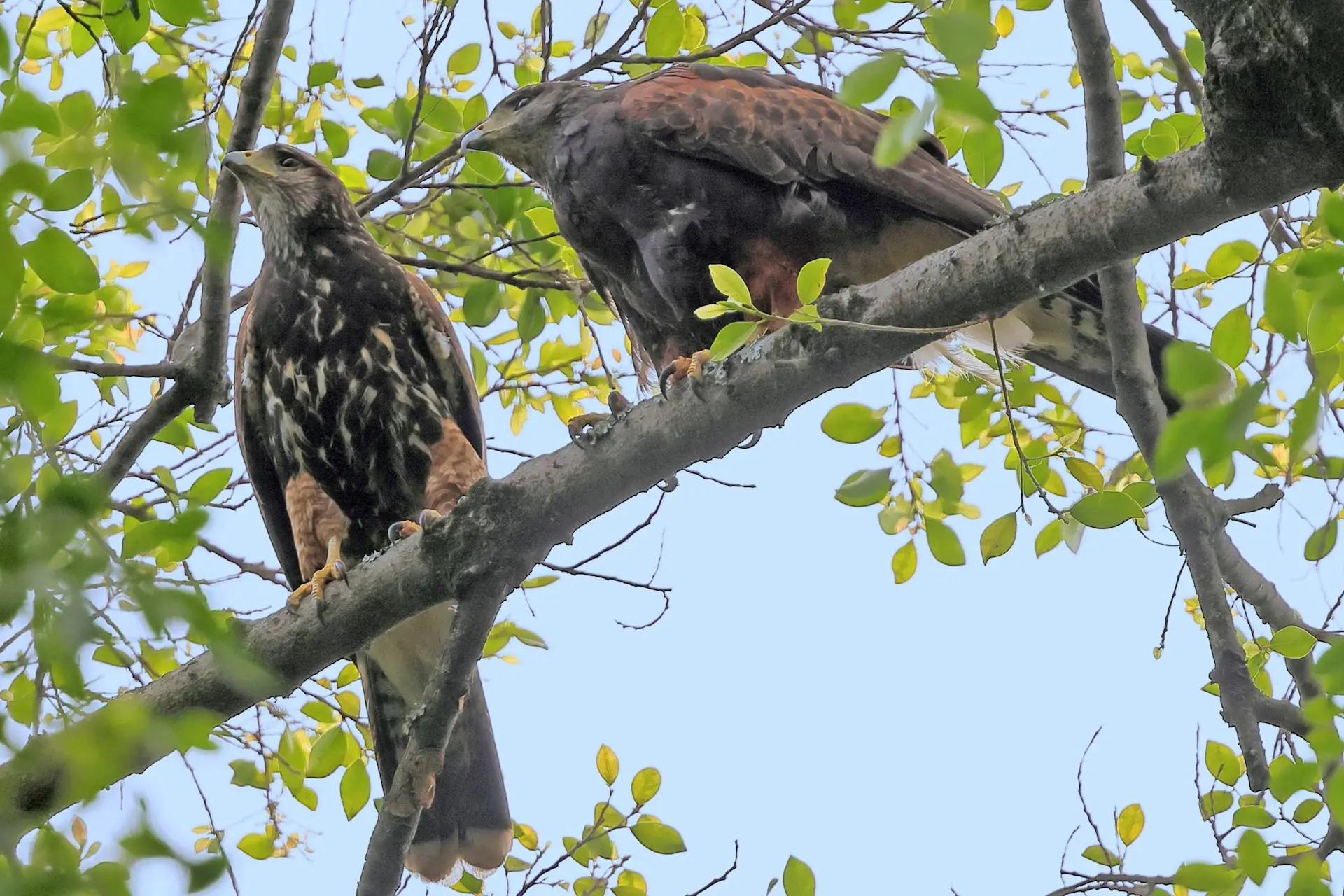 O gavião Farialimer e as aves do antropoceno paulistano