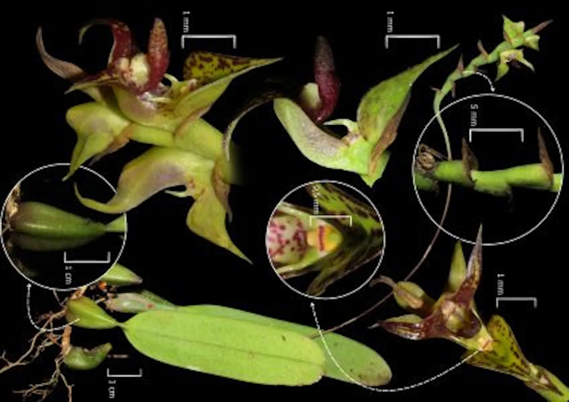 Pesquisadores registram orquídea inédita no litoral do Paraná