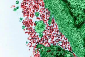 Raiva transmitida por animais silvestres desafia órgãos de saúde e de conservação