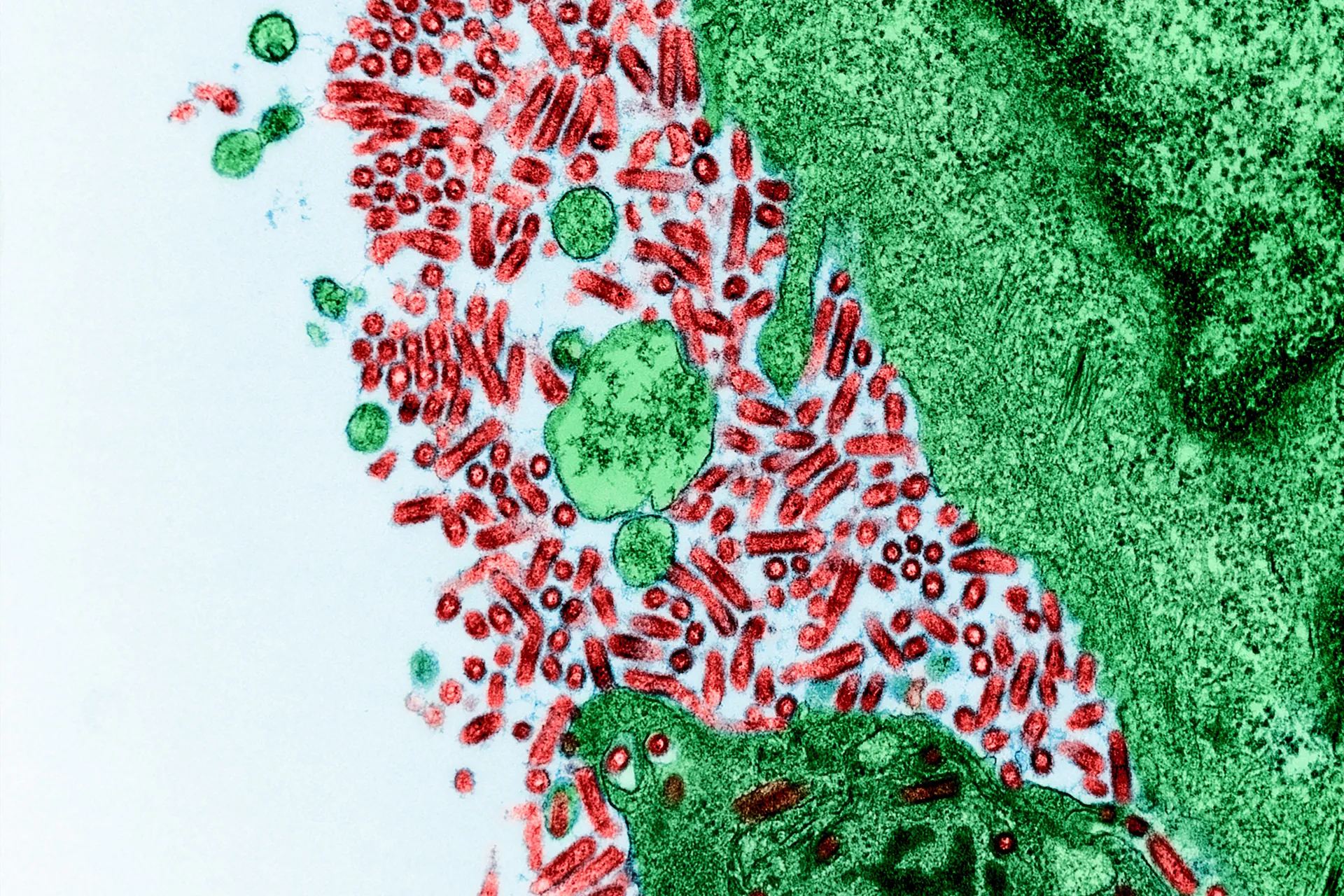Raiva transmitida por animais silvestres desafia órgãos de saúde e de conservação