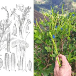 Botânica é homenageada em descoberta de flor no extremo sul da Bahia