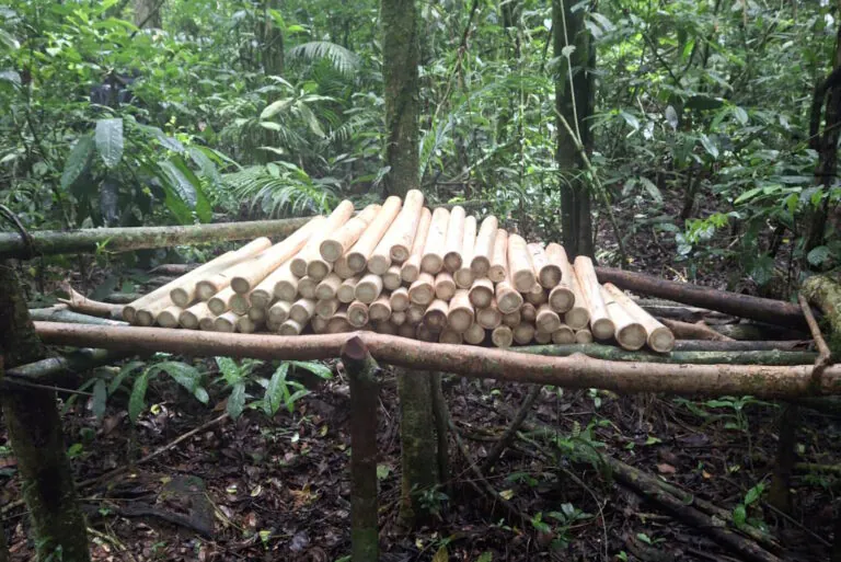 Homem é preso dentro da Reserva Biológica do Tinguá por extração ilegal de palmito