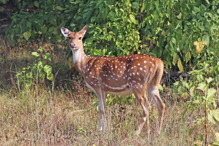Nova ameaça no Pantanal: o cervo Axis ou chital chegou ao Bioma
