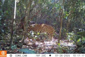 Pela 1ª vez, ICMBio flagra onça pintada caçando em unidade do Acre