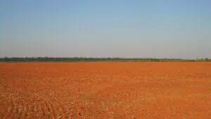 Reviver a moratória da soja