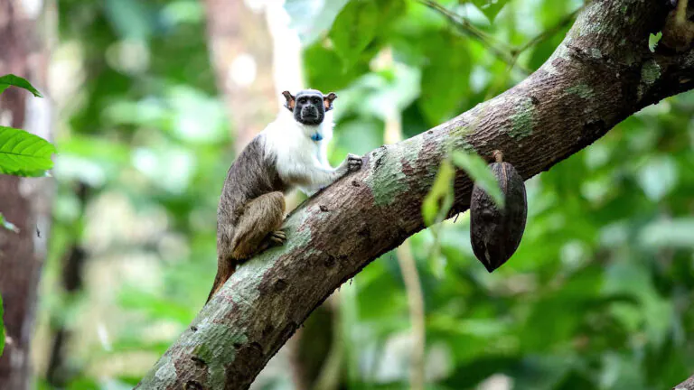 Áreas para a conservação do sauim-de-coleira, símbolo de Manaus – 2: área do estudo e preparação dos dados