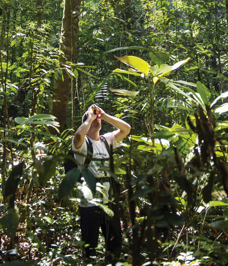Amazônia perde ávores e Andes ganha