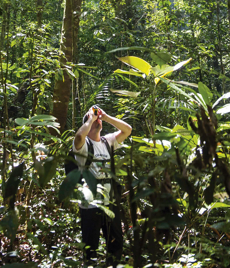 Amazônia perde ávores e Andes ganha