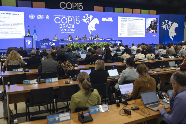 Ameaçado globalmente, tubarão-azul ganha maior proteção no Brasil