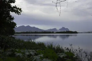 Após pressão, prefeitura do Rio veta licença para derrubada de 900 árvores na Barra da Tijuca