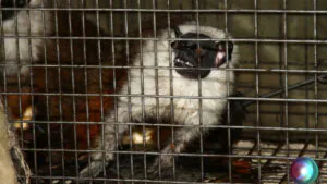 Áreas para a conservação do sauim-de-coleira, símbolo de Manaus – 3: quantificação das ameaças