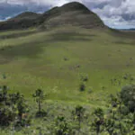 Áreas úmidas do Cerrado armazenam mais carbono que florestas na Amazônia