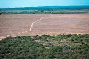 Avanço de monoculturas pressiona comunidades na Chapada do Araripe