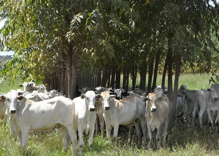 Brasil tem potencial para reduzir 28% das emissões de metano