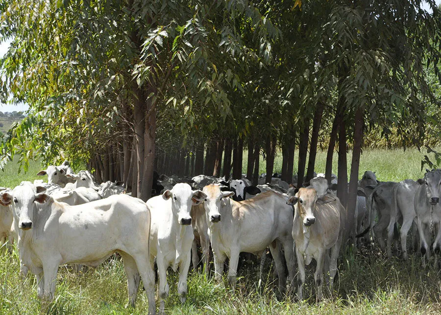 Brasil tem potencial para reduzir 28% das emissões de metano