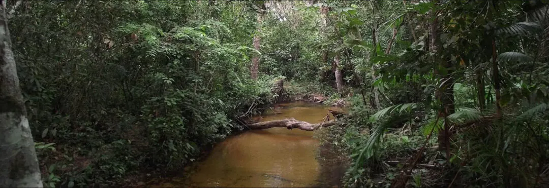 Cadeia alimentar dos igarapés da Amazônia é prejudicada pelo desmatamento