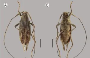 Cientistas descobrem 9 espécies de besouros na Amazônia peruana
