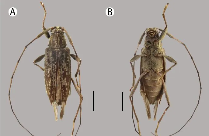 Cientistas descobrem 9 espécies de besouros na Amazônia peruana