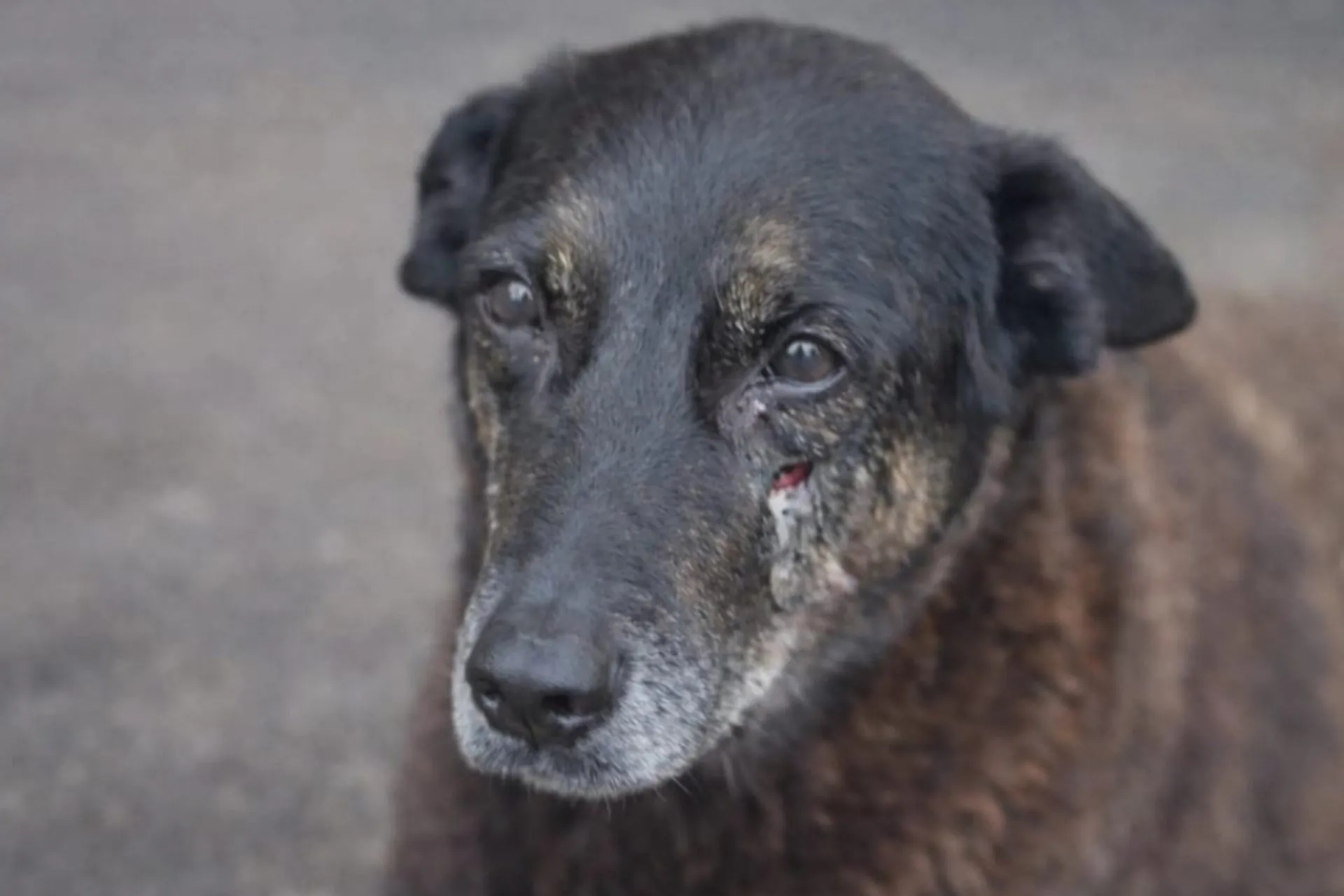 Em homenagem ao cão Orelha, governo aumenta multa para quem maltrata animais