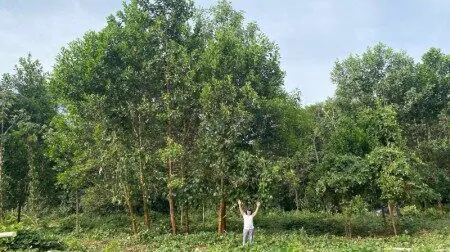 Fertilização com ‘terra preta da Amazônia’ aumenta diâmetro de árvores