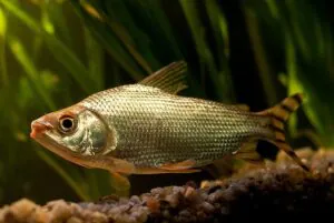 Jaraqui é reconhecido como patrimônio cultural do Amazonas