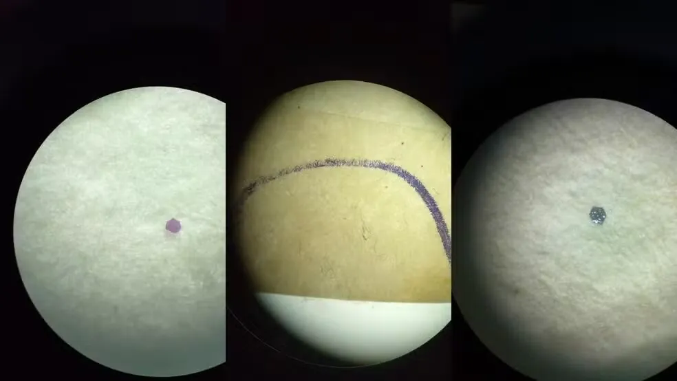 Microplásticos são identificados em peixes de parque no AP