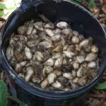 Murumuru é estudado como opção à liberação sustentada de fármacos