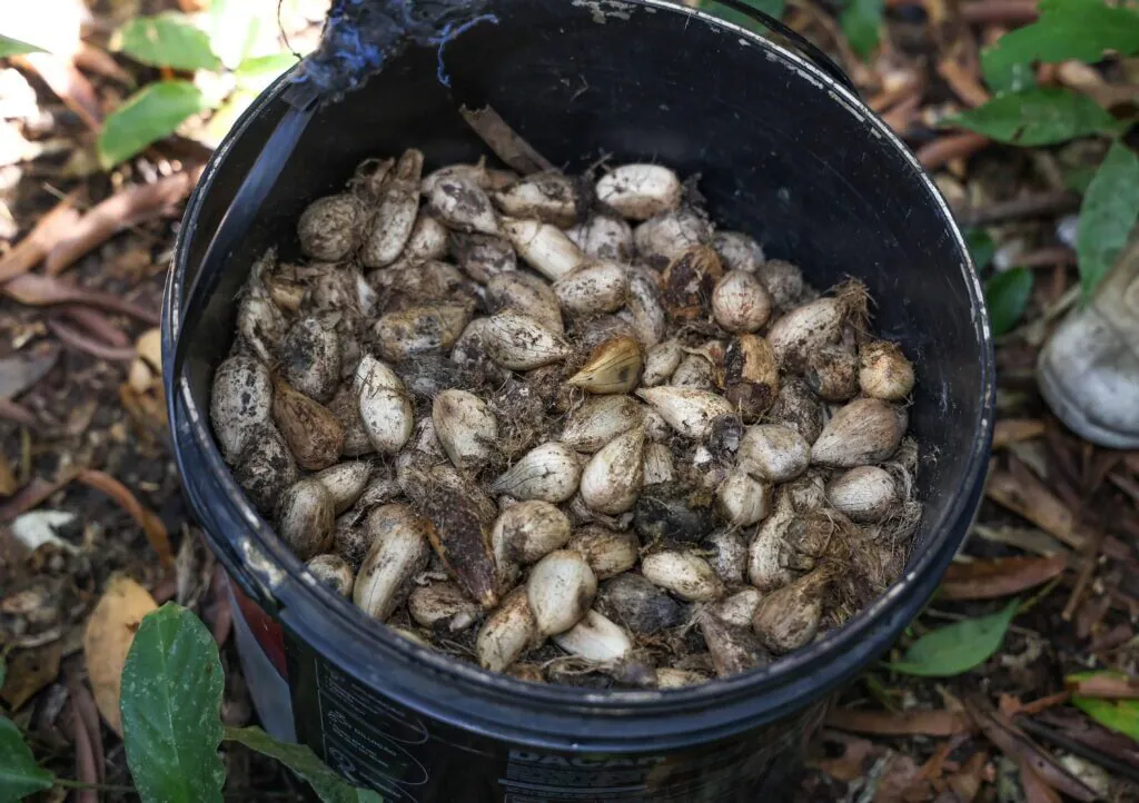 Murumuru é estudado como opção à liberação sustentada de fármacos