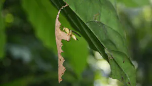 Ninho de vespa raro em registros científicos é encontrado no PA