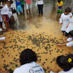 Pé-de-Pincha devolve mais de 5 mil quelônios à natureza