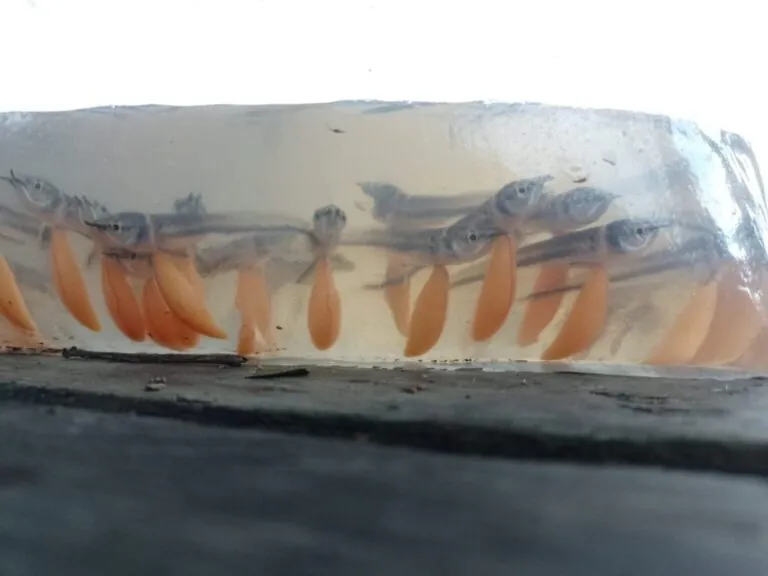 Pesca manejada de 15 mil larvas e alevinos de aruanã branco é autorizada em Reserva no AM