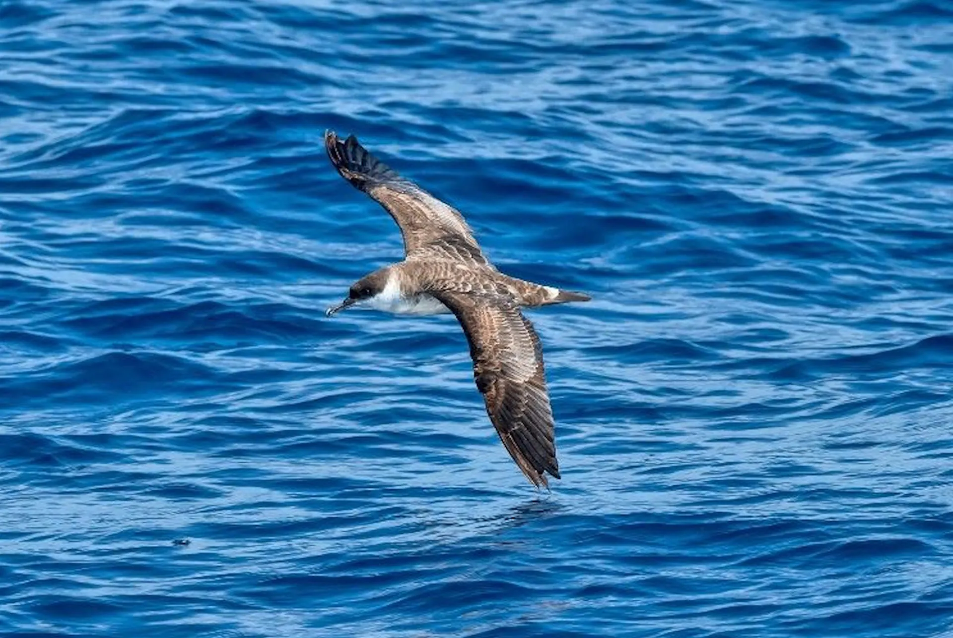 Pesquisa revela bactéria de mamíferos em piolho de ave marinha