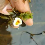 Planta carnívora rara reaparece no Nordeste após décadas sem registros