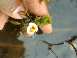 Planta carnívora rara reaparece no Nordeste após décadas sem registros