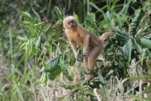 Ponte do Futuro rasga habitat de primatas ameaçados na Paraíba