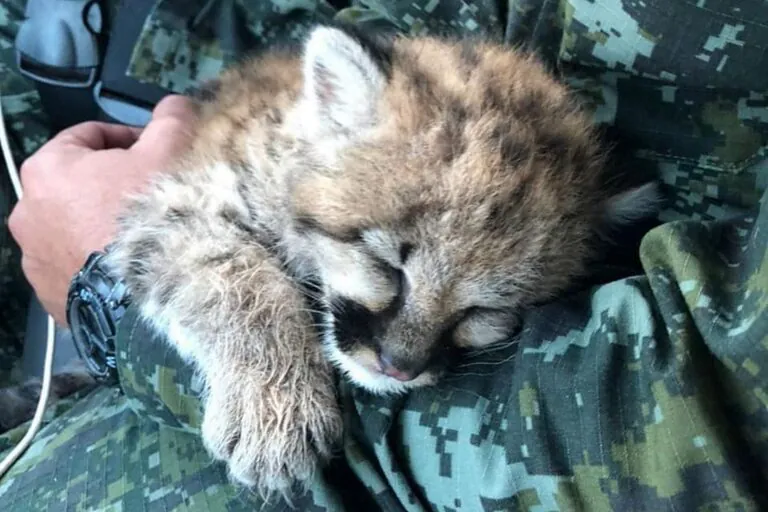 Quando é melhor matar do que ferir: a contradição do novo decreto ambiental