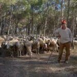 Sem passar a boiada: rebanhos europeus viraram bombeiros de verdade