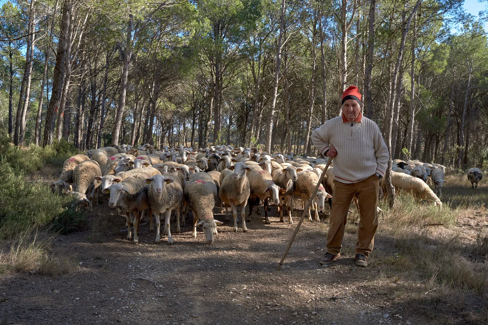 Sem passar a boiada: rebanhos europeus viraram bombeiros de verdade