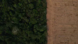 Suspensão de desintrusão na TI Uru-Eu-Wau-Wau reacende tensão fundiária